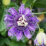 Purple Passion Flower Plant Live, Flower Vine, 4-7 Inch Tall