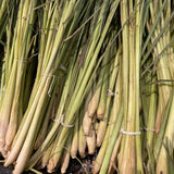 2 Lemon Grass Live Plants, Culinary Garden Herb, 4-7 Inch Tall