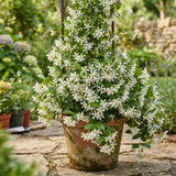 White Star Jasmine Plant Live, Outdoor Garden Flower Shrub, 4-7 Inch Tall