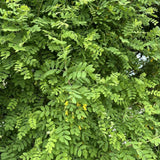 Live Moringa Tree Plant for Planting