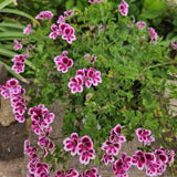 Live Citronella Geranium Plantin 4" Pot, 5-9 Inches Tall