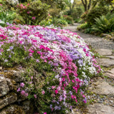 2 Creeping Phlox Flower Live Plants, Well-Rooted Flower Plug, 5-7 Inch Tall