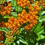 Set of 2 Orange Milkweed Live Plant 4-6" Tall
