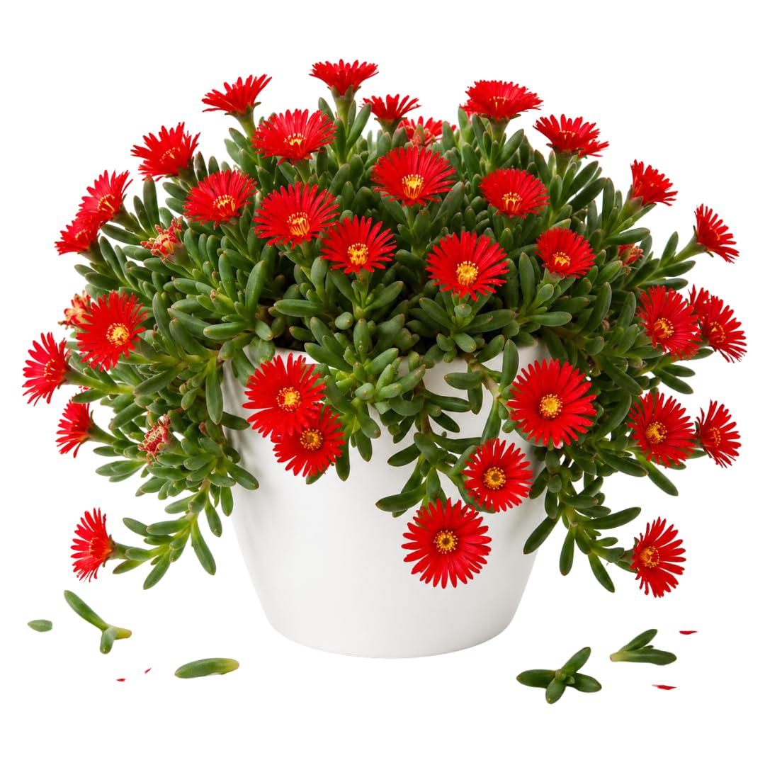 Red Ice Plant Live Plant, Ground Cover, 4 Inch Pot