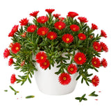 Red Ice Plant Live Plant, Ground Cover, 4 Inch Pot