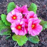 2 Random Primrose Live Plants, Perennial Flower Plant, 3-5 Inch Tall