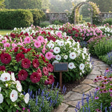 Set 2 Mix Hibiscus Plant Live