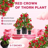 Red Crown of Thorns Plant Live for Planting