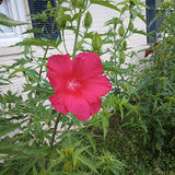 2 Vibrant Red Hibiscus Perennial Plant, 3-6" Tall