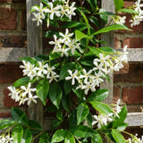 Star Jasmine Plant Live 4 to 6 Inch Tall