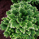White Green Fern Live Plant in 2 Inch Pot