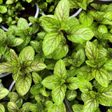 Chocolate Mint Live Plant 4-7 Inch Tall in 3.5 Inch Pot