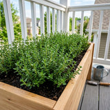 Thyme Live Plant, Indoor Outdoor Herb Plant, 5-8 Inch Tall