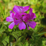 2 Citronella Live Plants, Garden Herb Plant, 3-4 Inch Tall
