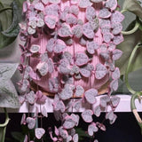 Live Variegated String of Hearts Plant, 4-7 Inch Tall, 4 Inch Pot