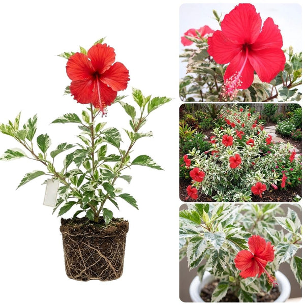 Variegated Red Hibiscus Live Plant, 5-8" Tall