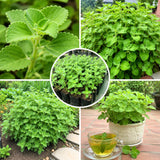 2 Green Cuban Oregano Plants Live, Culinary Herb Plant, 4-6 Inch Tall