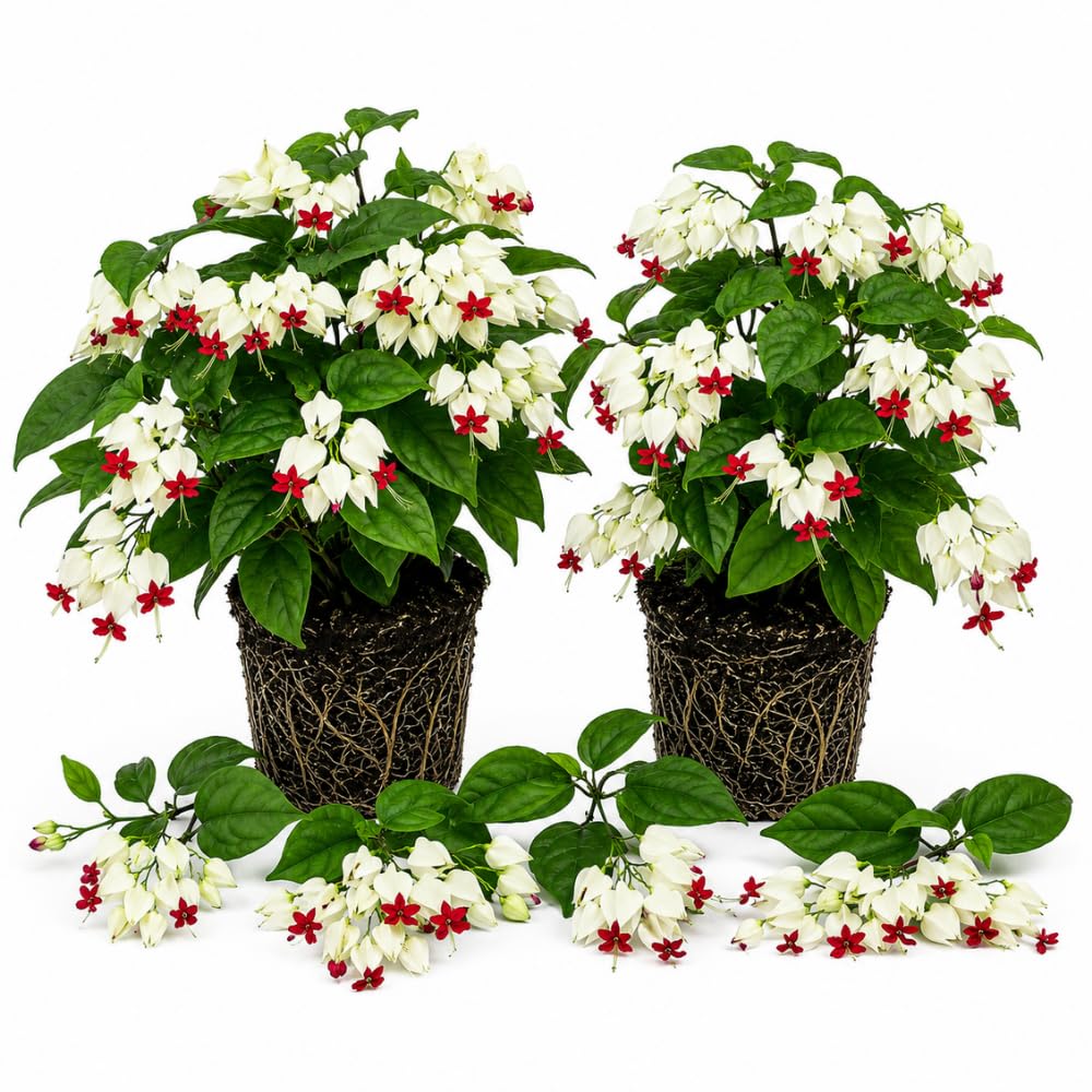 2 White Bleeding Heart Live Plants, Tropical Flower Vine, 5-7 Inch Tall