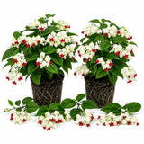 2 White Bleeding Heart Live Plants, Tropical Flower Vine, 5-7 Inch Tall