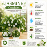 White Star Jasmine Live Plant, Well-Rooted Flower Plant, 4-6 Inch Tall