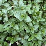 Chocolate Mint Plant Live, 4-6 Inch Tall, 3.5 Inch Pot