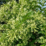 Night Blooming Jasmine Plant Live 4-6" Tall