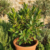 Bay Laurel Herb Plant, Bay Leaf Live Plant, 8-10 Inch Tall