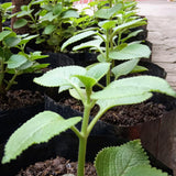 2 Cuban Oregano Plants Live, Culinary Herb Plant, 4 Inch Pot