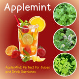 2 Apple Mint Live Plants, 4-5 Inch Tall