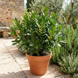 Bay Laurel Herb Plant, Bay Leaf Live Plant, 8-10 Inch Tall