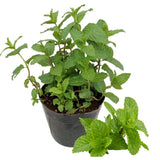 2 Spearmint Herb Live Plants, Fragrant Culinary Herb, 4-5 Inch Tall