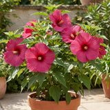 2 Pink Hibiscus Bushes Live Plants, Patio Container Flower, 4-8 Inch Tall