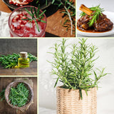 Rosemary Plant Live, Indoor Outdoor Herb Plant, 10-12 Inch Tall