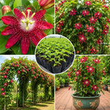 Burgundy Passion Flower Plant Live, Passiflora Garden Vine, 4-7 Inch Tall