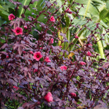 2 Hardy Cranberry Hibiscus Plant Live, Tropical Flower Shrub, 4-6" Tall