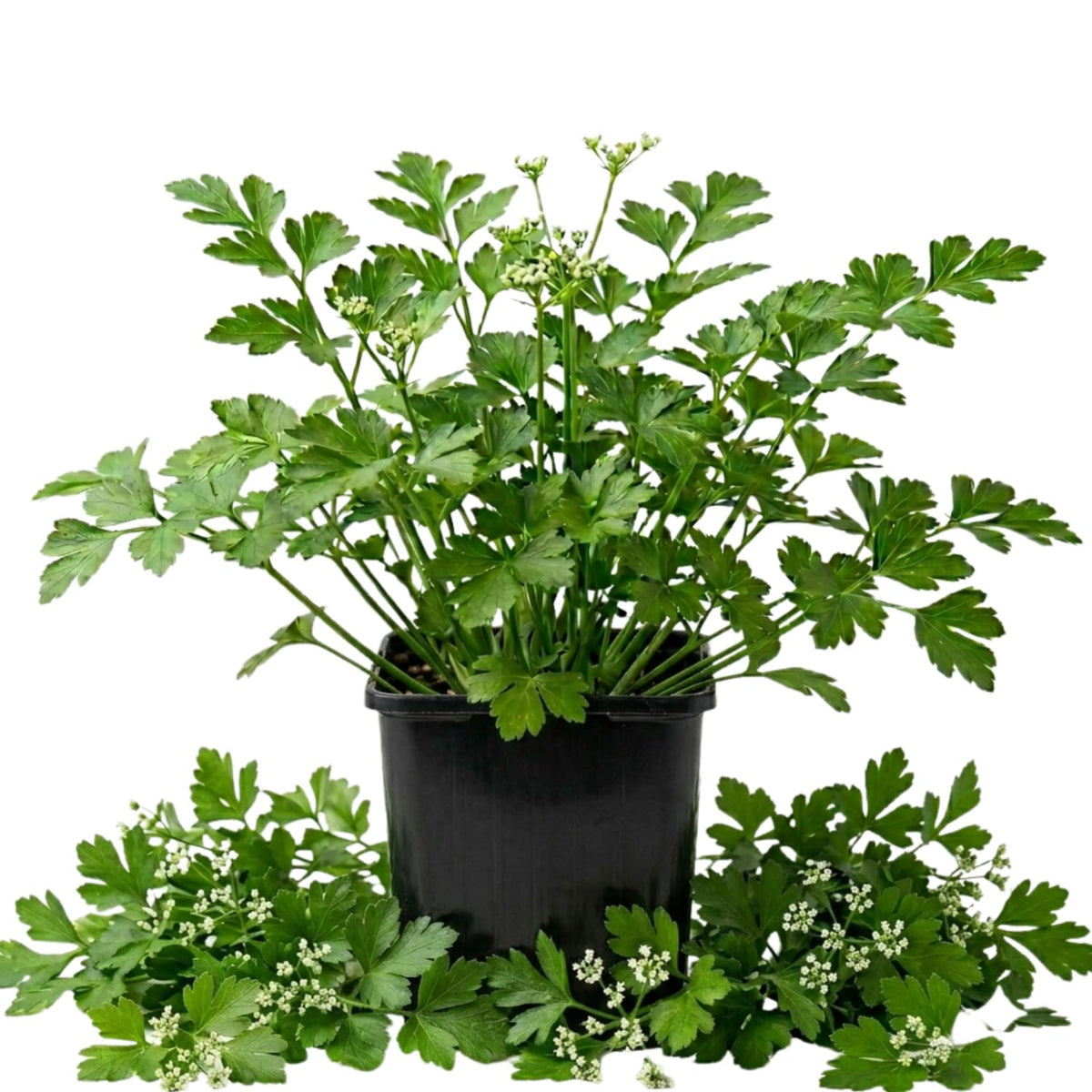 Parsley Herb Live Plant, Edible Fragrant Herb Plant, 4-7 Inch Tall