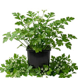 Parsley Herb Live Plant, Edible Fragrant Herb Plant, 4-7 Inch Tall