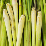 Lemongrass Herb Live Plant, Culinary Garden Herb, 4-7 Inch Tall
