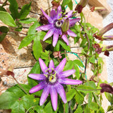 Lavender Passion Flower Live Plant, Passiflora Garden Vine, 4-7 Inch Tall