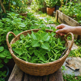 2 Cuban Oregano Plants Live, Garden Herb Plant, 4 Inch Tall, 4 Inch Pot