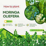 50 + Moringa Seeds to Plant, Garden Seeds for Planting