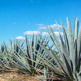 Blue Agave Succulent Plant Live, Rooted Starter Plant, 4-6 Inch Tall