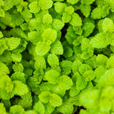 Mojito Mint Live Plant, Indoor Outdoor Herb Plant, 3-5 Inch Tall