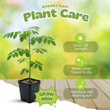 2 Moringa Tree Live Plant Per Pot, 4-7" Tall