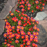Red Ice Plant Live Plant, Ground Cover, 4 Inch Pot