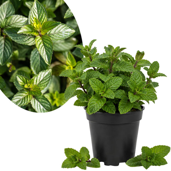 Chocolate Mint Plant Live, 4-5 Inch Tall, 3.5 Inch Pot