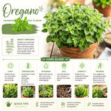 Oregano Live Plant, Herb Plant, 4-6 Inch Tall, 3.5 Inch Pot