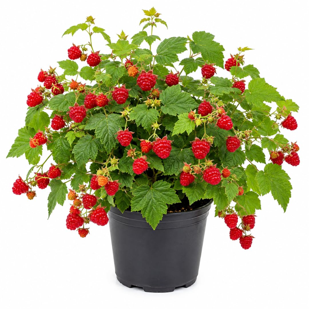Live Thimbleberry Plant, Well-Rooted Berry Plant, 3-5 Inch Tall, 5 Inch Pot