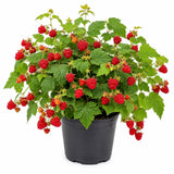 Live Thimbleberry Plant, Well-Rooted Berry Plant, 3-5 Inch Tall, 5 Inch Pot
