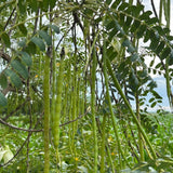 100+ Moringa Oleifera Drumstick Seeds